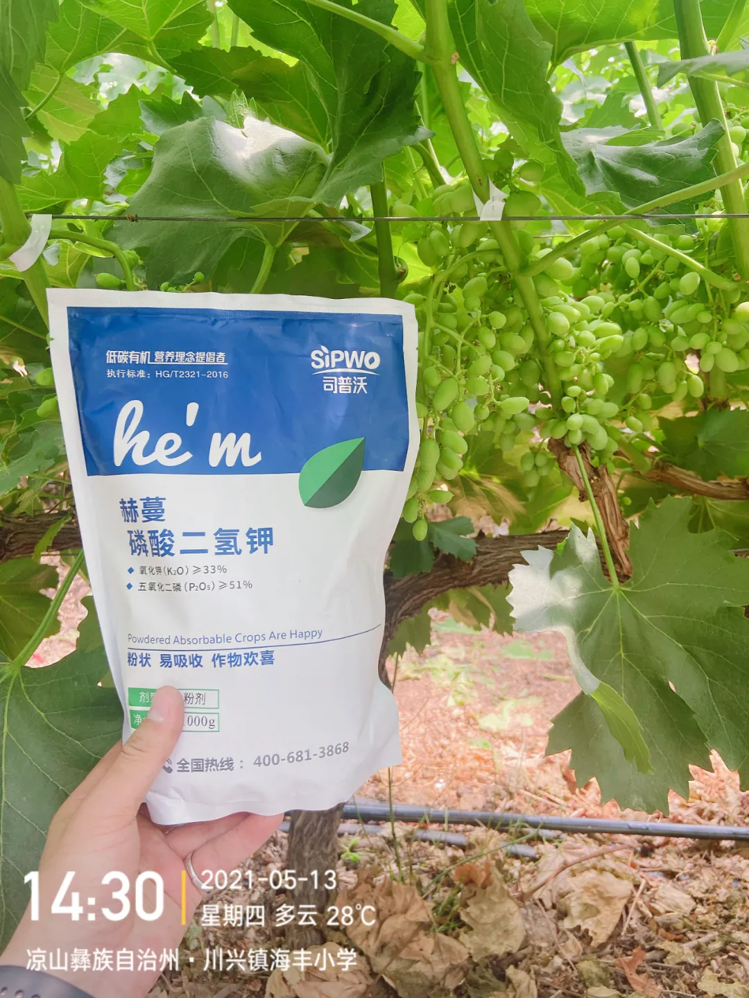 磷酸二氢钾的辨别真假现场，99%以上是假货！