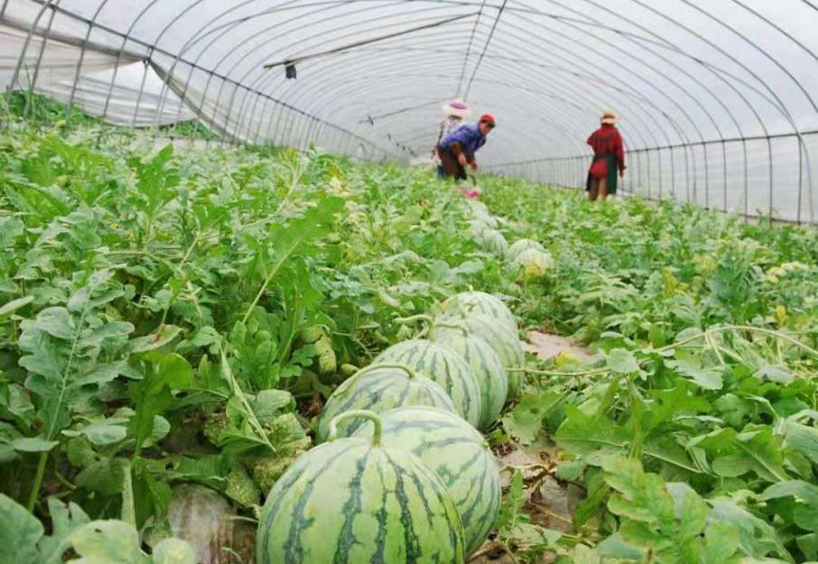 要想提高嫁接西瓜品质，得知道这个关键技术