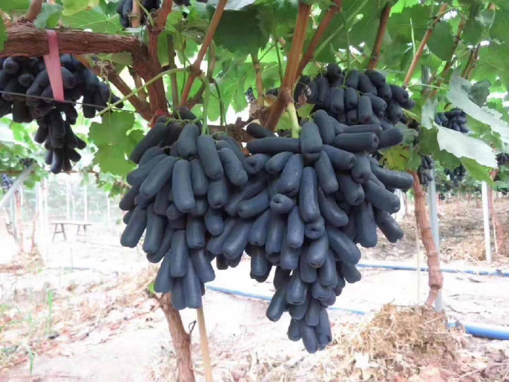 种植蓝宝石葡萄，怎么使其高产呢？速看司普沃这篇文章