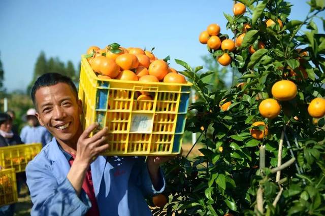 司普沃浅谈沃柑种植技术与管理
