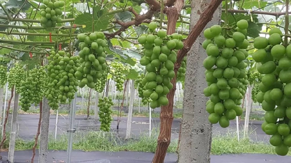 司普沃浅谈阳光玫瑰种植技术与管理