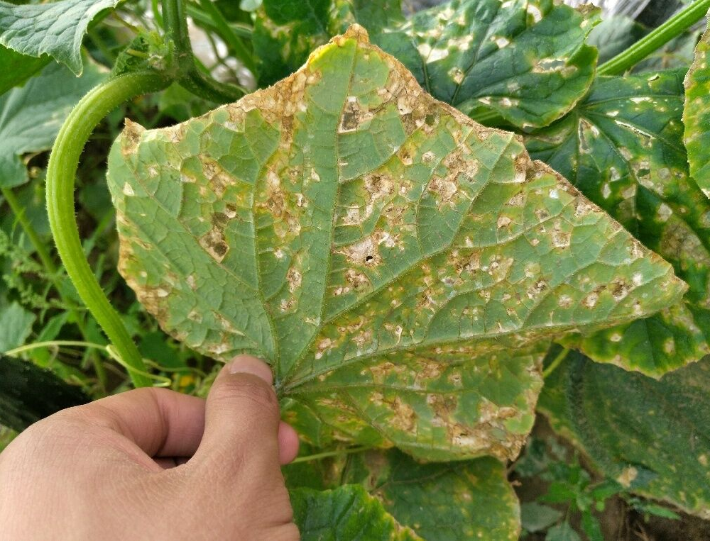 司普沃浅谈黄瓜细菌性角斑病的防治技术与管理