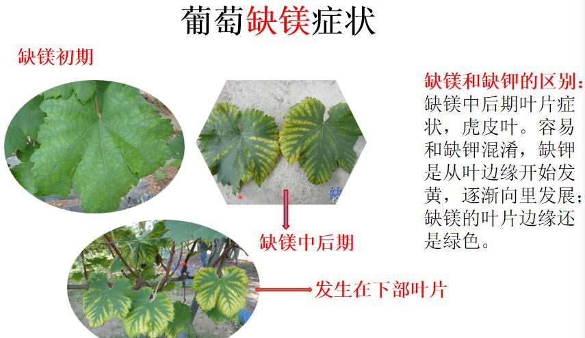 司普沃浅谈葡萄缺镁症状及防治方案