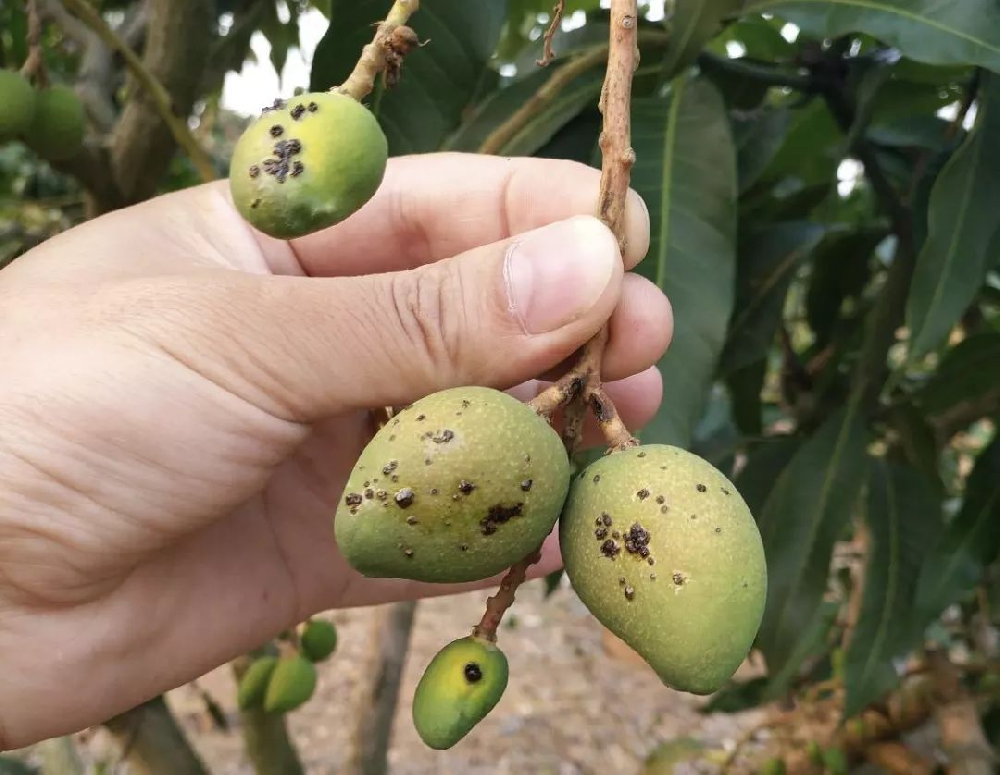 司普沃浅谈芒果炭疽病的发病症状及防治措施