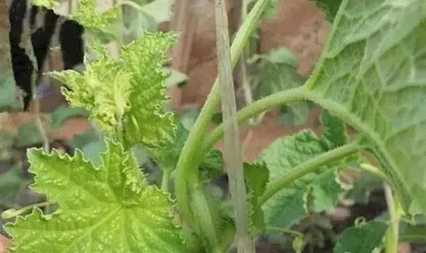 蔬菜缺硼如何进行补救？司普沃告诉您