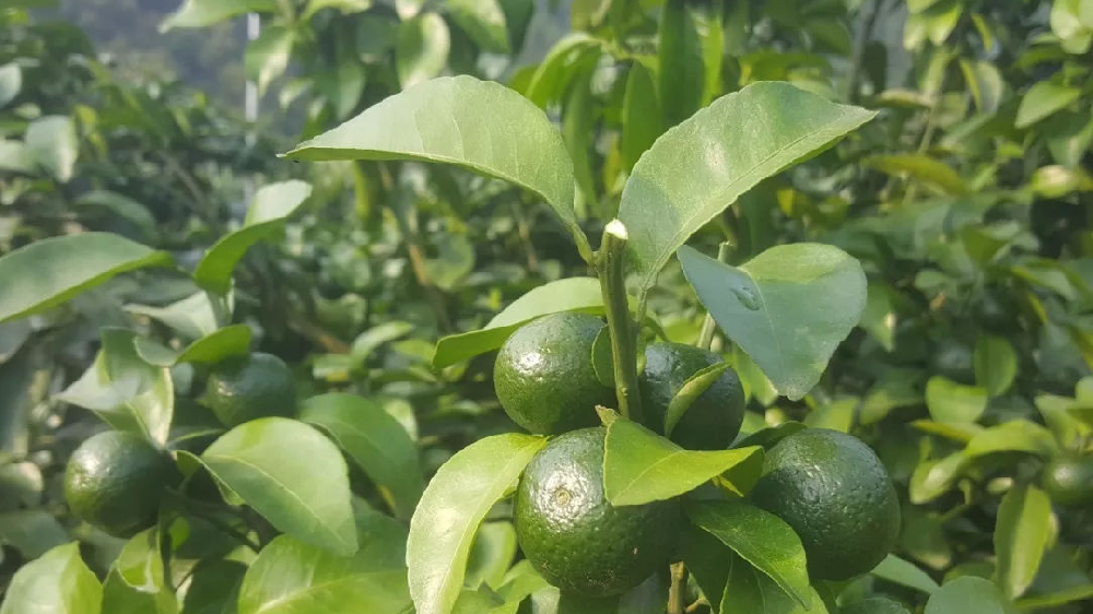 砂糖橘秋梢竟不老熟！这危害够受吗？司普沃来帮您