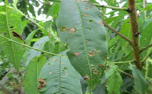 司普沃浅谈桃树细菌性穿孔病防治技术与管理