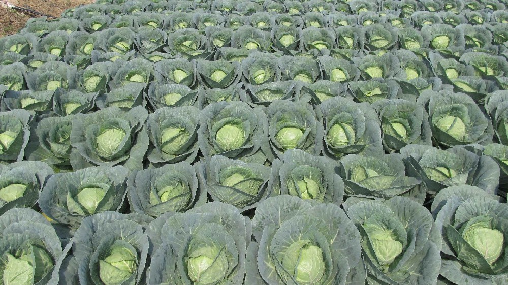 甘蓝黑腐病用了它以后竟然完全好了