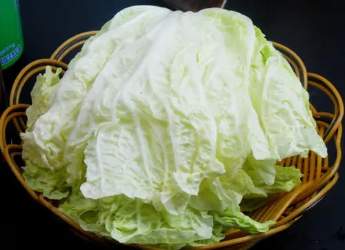 司普沃浅谈白菜白锈病发病症状及防治技术
