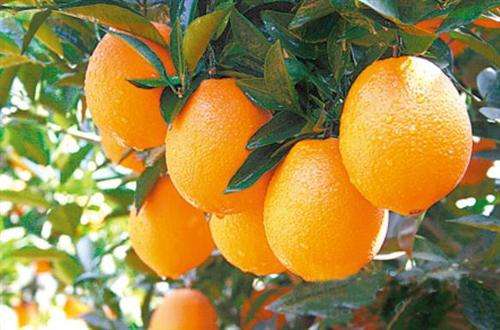 柑橘冬肥该怎样施，不要再用传统的施肥方案了，看看这些方法如何