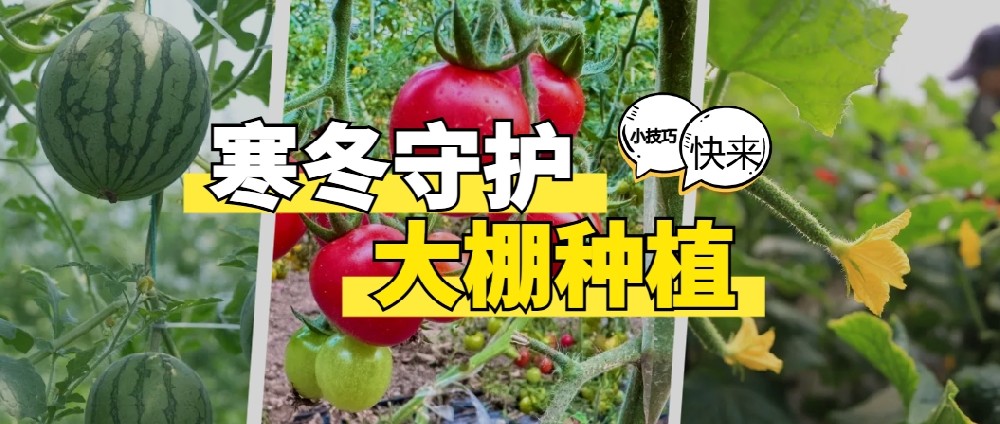 寒冬守护：大棚种植管理的科学小技巧